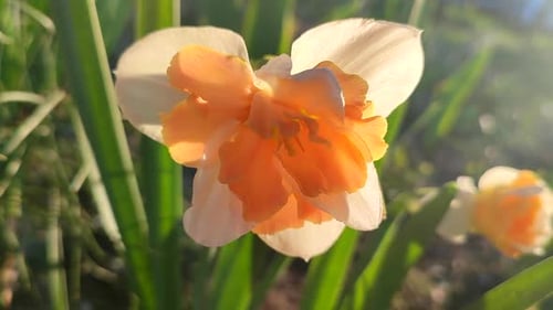 Narcissus Close Up Beautiful Flower White Orange Petals Stamens Green Leaves