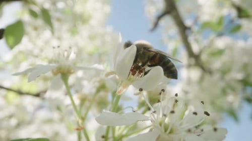 Eine Biene sammelt Pollen für Honig auf Birnenblüten unter der Frühlingssonne.