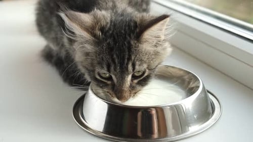 Cat Sits on the Windowsill Licking Milk From a Bowl Tabby Kitten Eating From Orange Bowl Close Up
