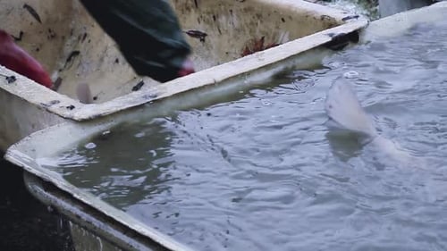 Fischer sortieren Fische, die gerade mit Menschen im Meer gefangen wurden — Stock-Bildmaterial Stockvideos