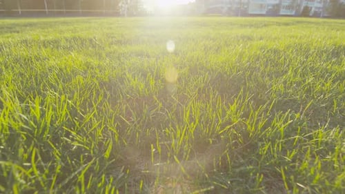 Motion Above Fresh Grass on Field Against Sunset