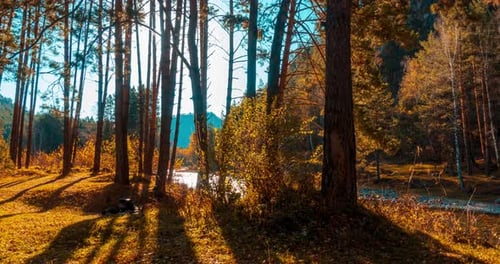 Mountain Evergreen Pine Tree Forest Timelapse im Sommer- oder Herbstzeit