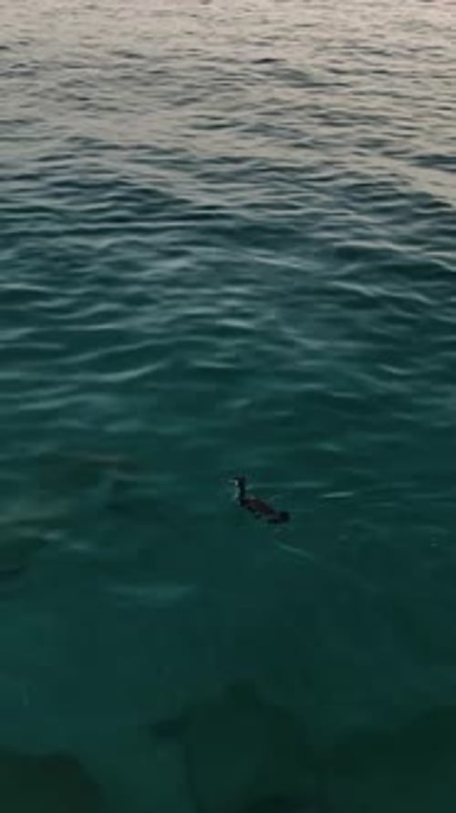 Vidéo verticale montrant la faune en perspective aérienne de Duck's Dive avec un drone à sa poursuite
