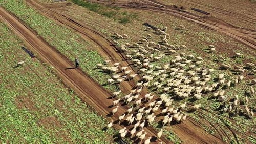 Sheep Flock Grazing in Rural Agricultural Setting