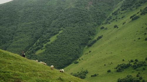 Weary Shepherd führt eine Schafherde den Berg hinauf vor der Kulisse der grünen Hügel von
