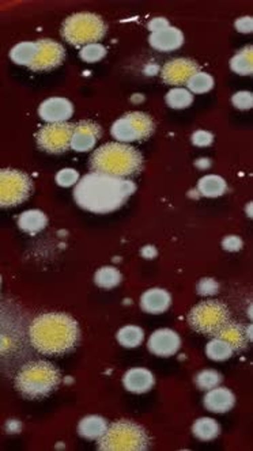 Close-up time-lapse of fuzzy mold colonies developing on brown liquid, microbiology concept.