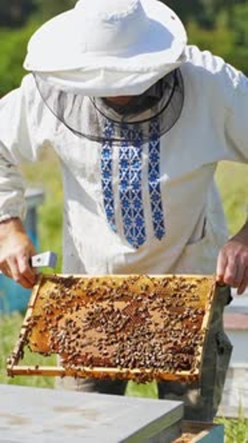 Beekeeper Inspecting Honeycomb Frame at Rural Apiary