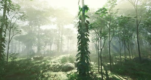 Lush Green Forest Illuminated By Sunlight Through the Trees at Dawn