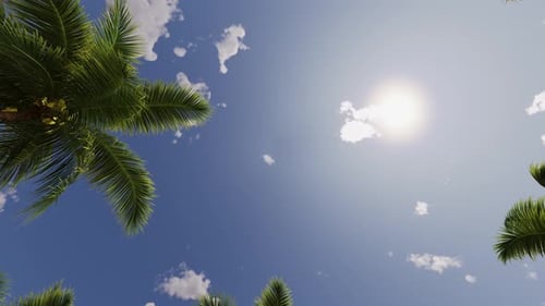 Blick von unten auf den Himmel mit Sonne und tropischen Palmen