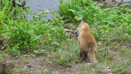 Cute red fox cub stands in the grass and looks at the camera. Red fox close up. Slow motion european