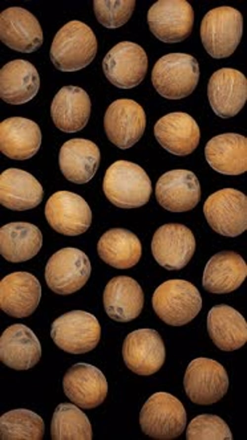 Falling Coconuts Alpha Channel Loop Animation