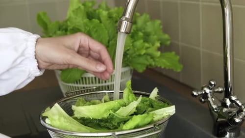 Washing Fresh Crisp Lettuce Under Running Water