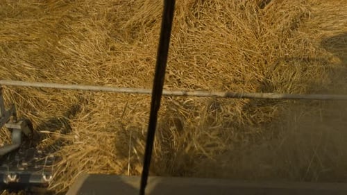 Closeup Combine Header Cutting Crops Harvester Operating in Field