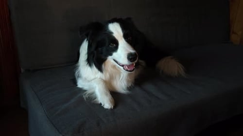 Funny Portrait of Puppy Dog Border Collie Lying on Couch Indoor