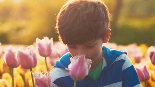 Child Smelling Tulips in a Spring Garden
