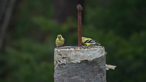 American Goldfinch Pair On Feeder Close Up