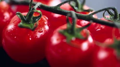 close up view of fresh cherry tomatoes on branch with water drops
