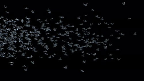 Organic Swarm of Birds Flying Across Screen