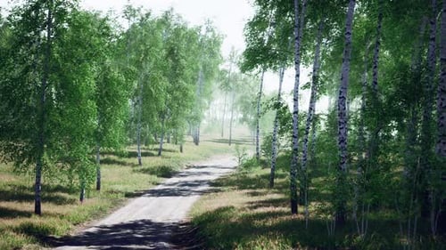 Birch Forest in Sunlight in the Morning