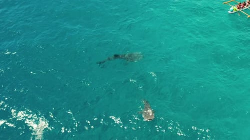 Oslob Whale Shark Watching in Philippines Cebu Island