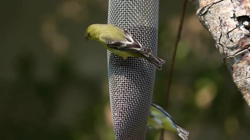Lesser Goldfinches eating Thistle seed a t a feeder in Southern California.