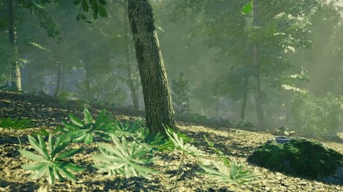 Forest Landscape with Lush Greenery and Sunlight Filtering Through Trees