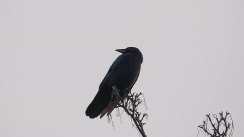 Schwarzer Vogel, Turm oder Krähe, die auf einem Ast hoch oben in einem Baum sitzen