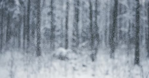 Snow Falling Gently in Winter Forest