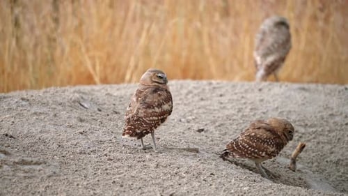 Burrowing Owls flying in and out next to their burrow