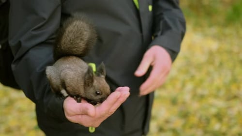 Close-up of a cute gray squirrel sits on a man's hand and eats nuts in the park.