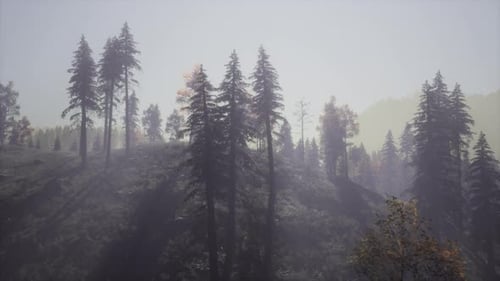 Evergreen Fir Trees with Cones Peaks of French Alps Mountains