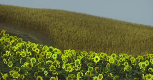 Tournesols en fleurs dans un vaste champ près de Golden Corn Hills en été
