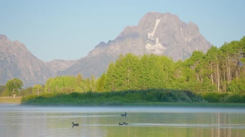Morning On A Beautiful Mountain Lake Birds In Water Forest Trees Surround
