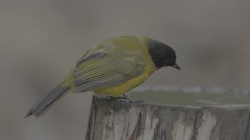 Colorful Bird Perched on Wooden Post
