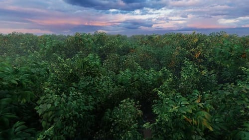 Flight Over Forest Full HD