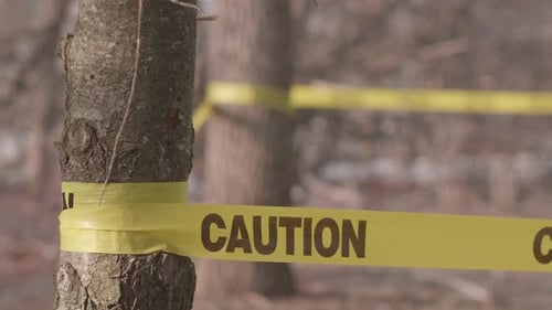 Caution Tape Strung Between Trees in Forest