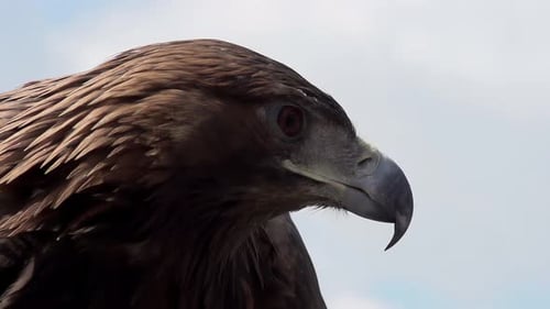 Steinadler breitete seine Flügel aus