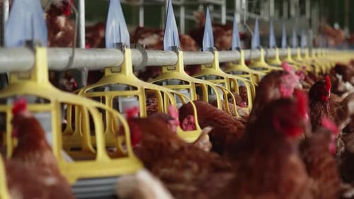 Brown Chickens Eating from Feeding Pen at Poultry Farm