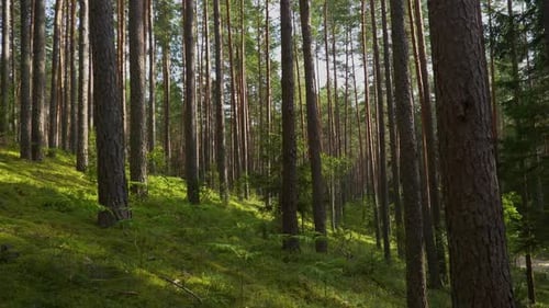 Eine wunderschöne Aufnahme von hohen, dünnen Bäumen in einem Wald an einem Hang