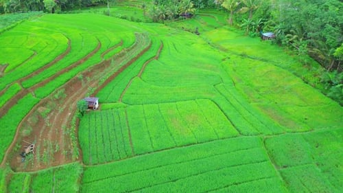 Beautiful morning view in Indonesia, panoramic landscape of rice fields with mountain ranges