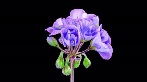 Time Lapse of a Purple Flower Blooming on Black