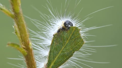 Close Up Footage Of A Caterpillar Feeding On A Leaf
