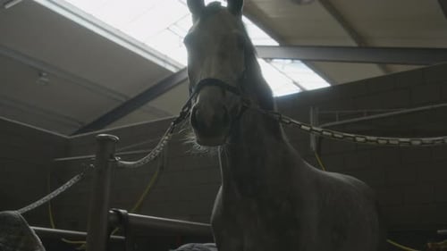Handsome Horse Standing Inside an Indoor Enclosure