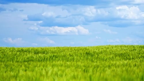 Field in summer. Panoramic view of green nature under blue sky.