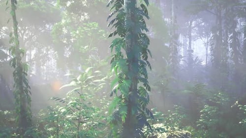 Abstract Light Orb Flying Through Misty Forest