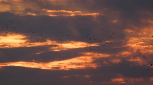 Flock of Birds Flying in Sunset Sky
