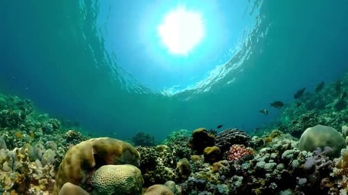 The Underwater World of a Coral Reef
