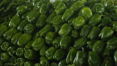 A Closeup of Bulgarian Green Pepper Lies on the Counter of the Farmer's Market