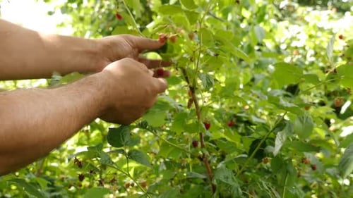 Harvesting Fresh Raspberries in Summer