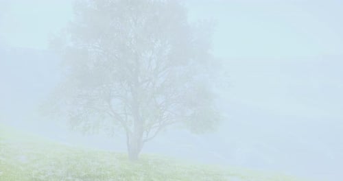 Fluid Fog Reveal Transition Animation